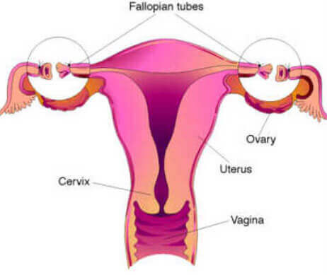 tubal reversal cost